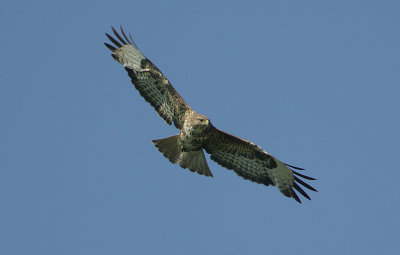 Common Buzzard