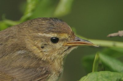 Chiffchaff + aphid