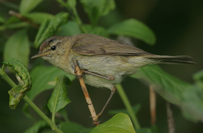 Chiffchaff