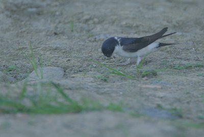 House Martin