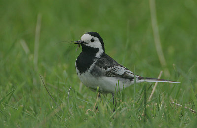 Pied Wagtail