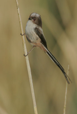 Long-tailed Tit juvenile