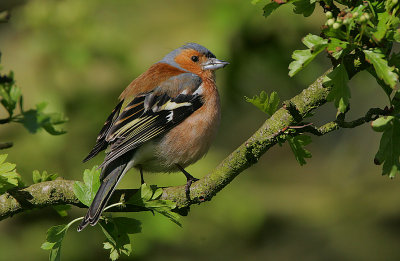 Chaffinch