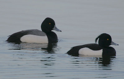 Greater Scaup x Tufted Duck hybrid