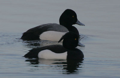 Greater Scaup x  Tufted Duck