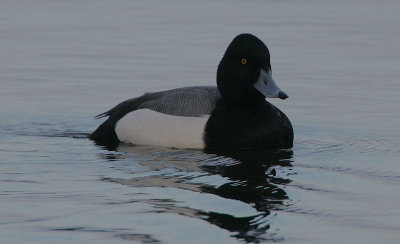 Greater Scaup x Tufted Duck Hybrid