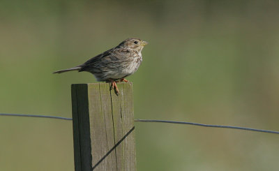 Corn Bunting