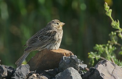 Corn Bunting