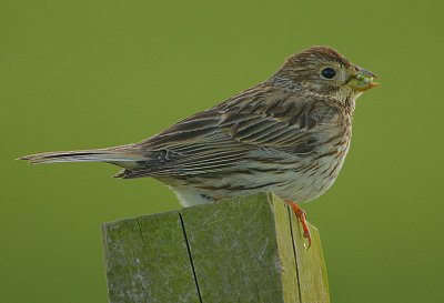 Corn Bunting (Miliaria calandra)