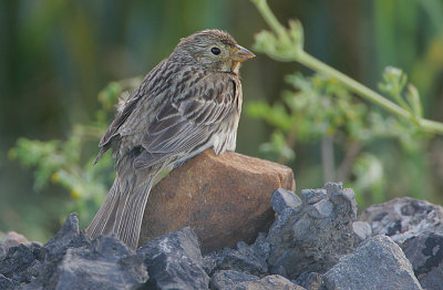 Corn Bunting