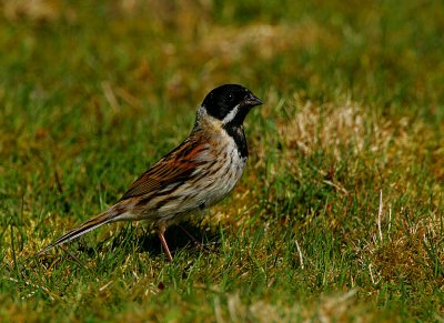 Reed Bunting (Emberiza schoeniclus)