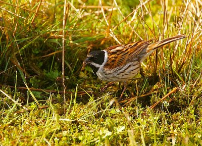 Reed Bunting male