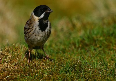 Reed Bunting male