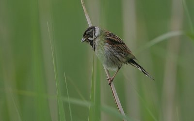 Reed Bunting female