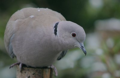 Collared Dove close-up