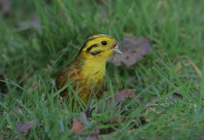 Yellowhammer male