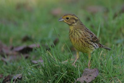 Yellowhammer female