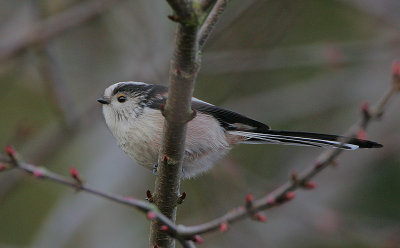 Long-tailed Tit