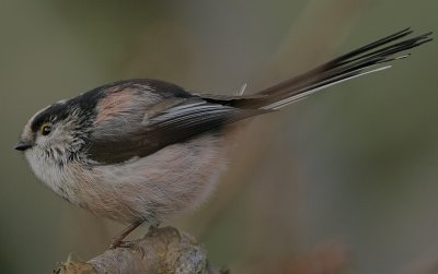 Long-tailed Tit