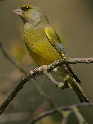 Greenfinch male