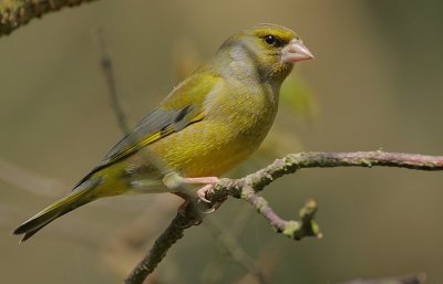 Greenfinch male