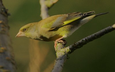 Greenfinch male