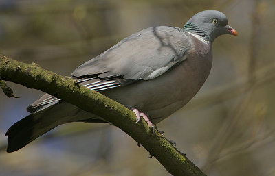 Wood Pigeon