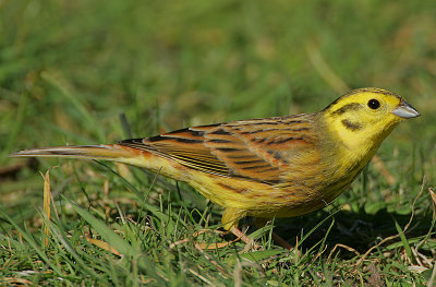 Yellowhammer (Emberiza citrinella)