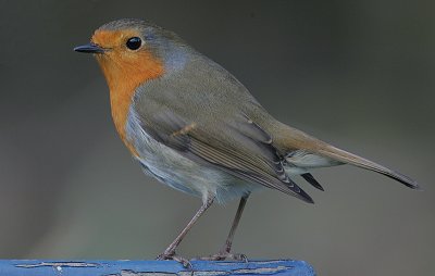 Robin