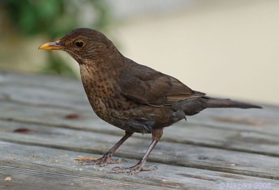 Blackbird Female.