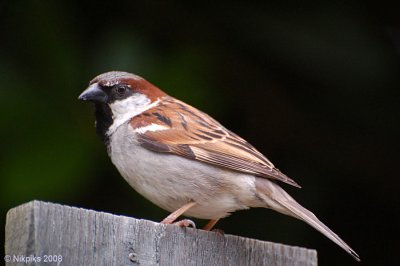 House Sparrow