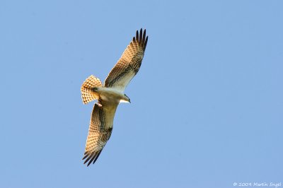 Osprey