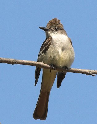 Ash-throated Flycatcher