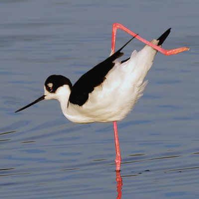 Black-necked Stilt