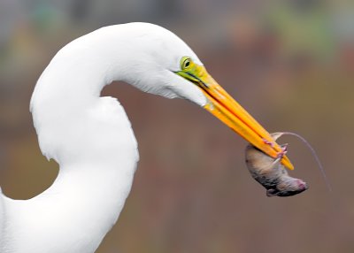 Great Egret catching a Vole