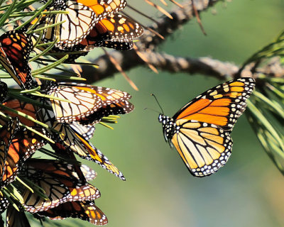 Migrating Monarch Butterflies