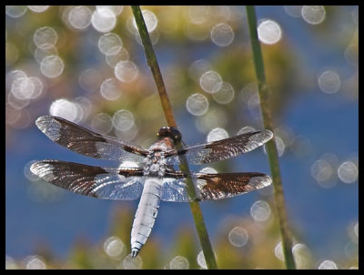 White-tailed Dragonfly