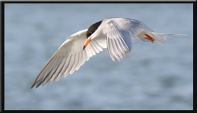 Forster's Tern