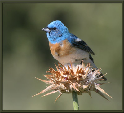 Lazuli Bunting