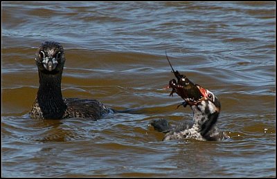 Pied-billed Grebe Chick