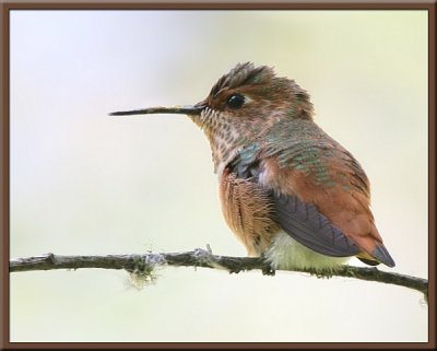 Allen's Hummingbird