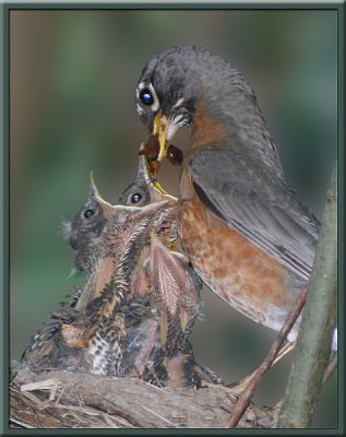 Robin at Nest