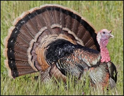 Wild Turkey