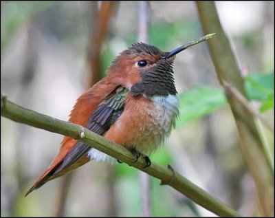 Rufous Hummingbird