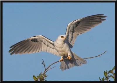 White-tailed Kite