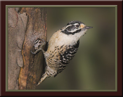 Nuttall's Woodpecker