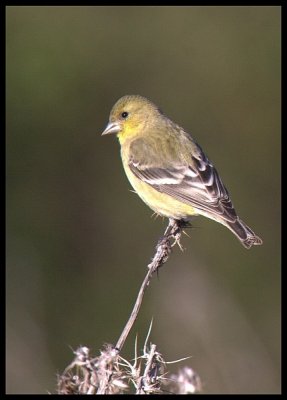 Goldfinch