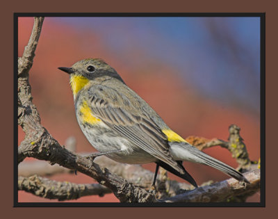 Yellow-rumped Warbler