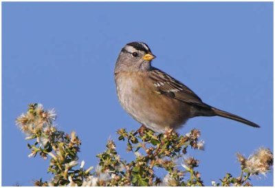 White-crowned Sparrow male