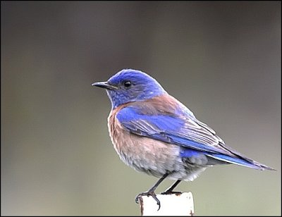 Western Bluebird